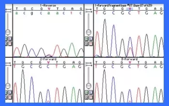 Sequencher-DNA序列分析-图片6
